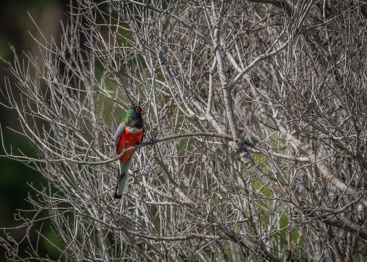 Coppery-tailed Trogon - ML638682124