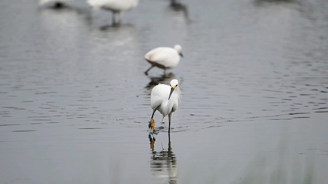 Snowy Egret - ML638682128