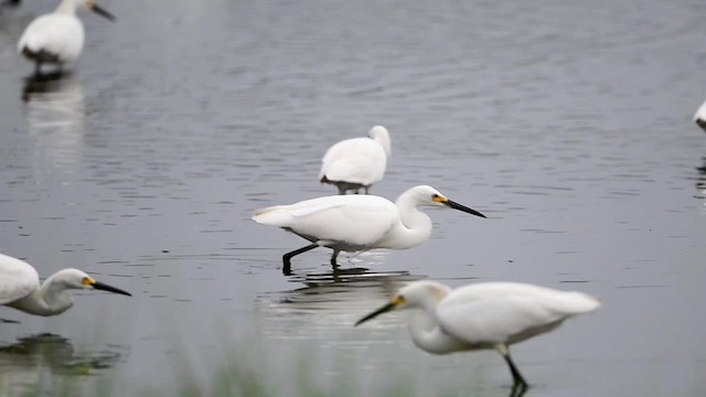 Snowy Egret - ML638682130