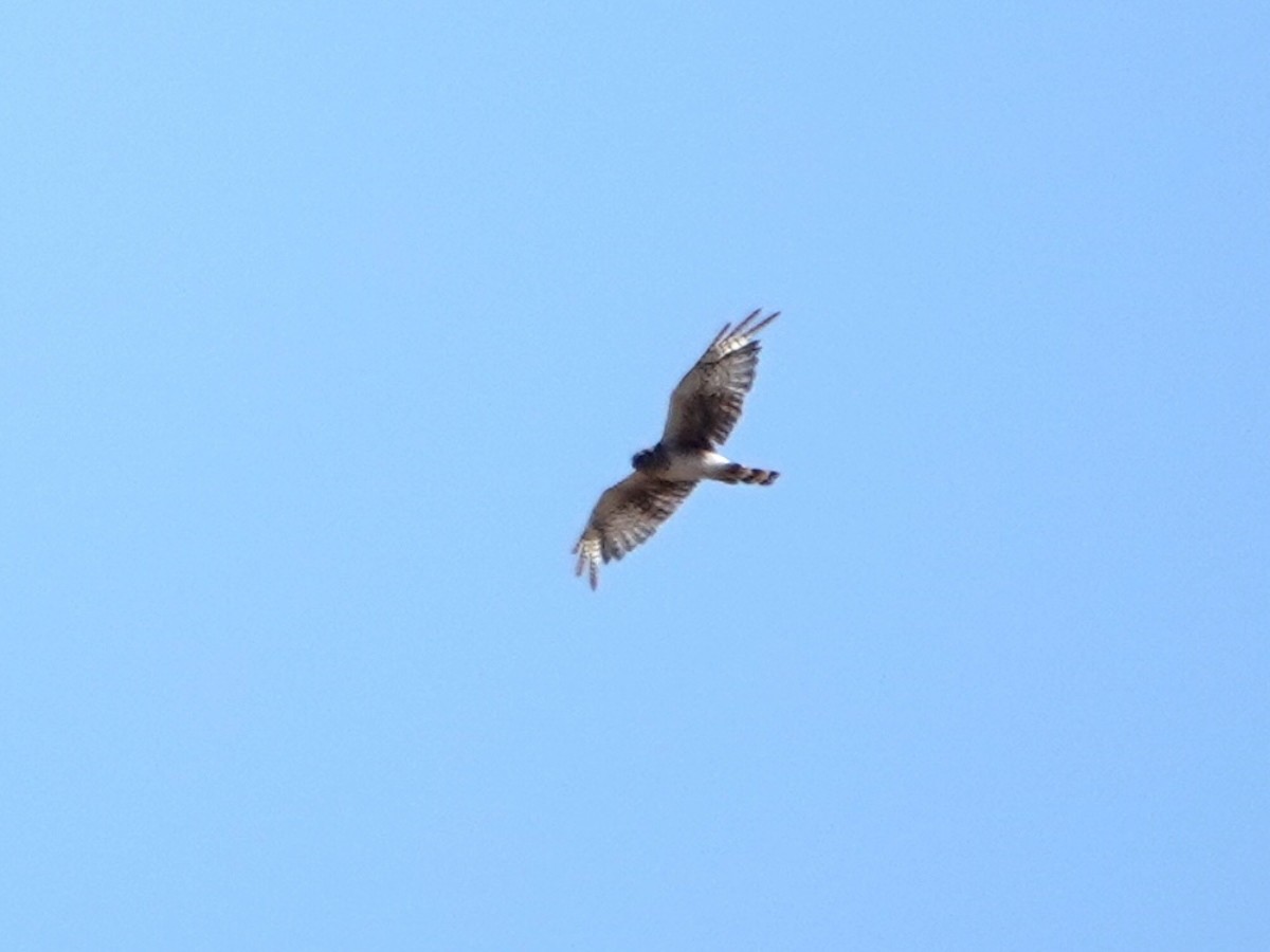 Northern Harrier - ML638682183