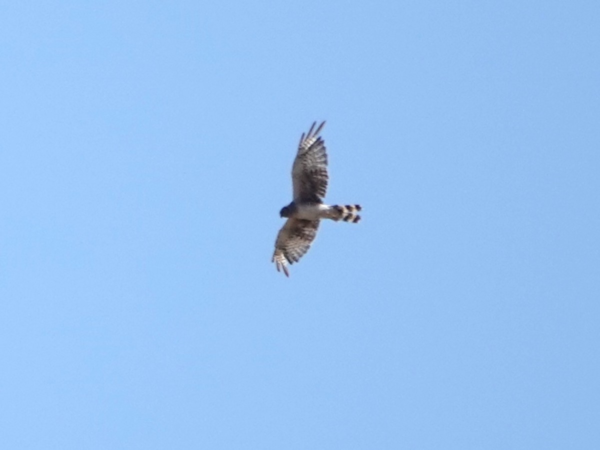 Northern Harrier - ML638682184