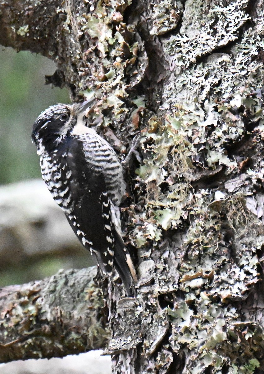 American Three-toed Woodpecker - ML638682203