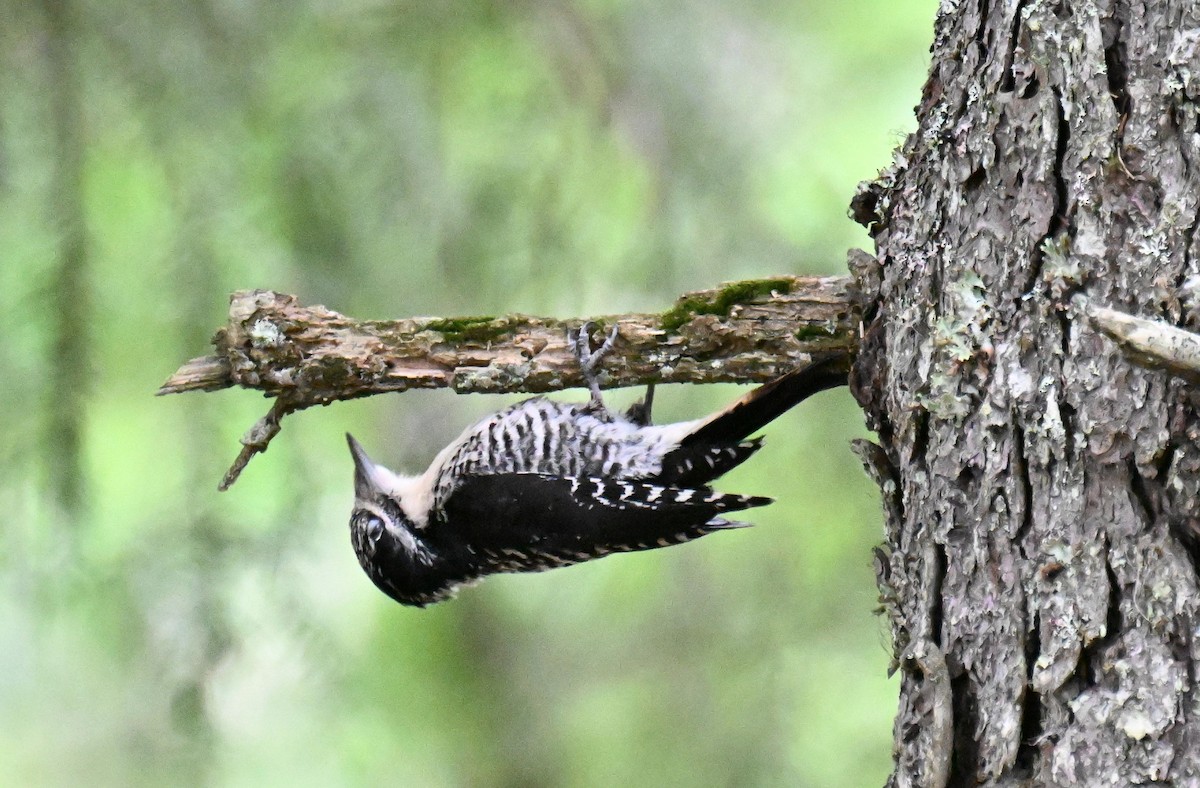 American Three-toed Woodpecker - ML638682204