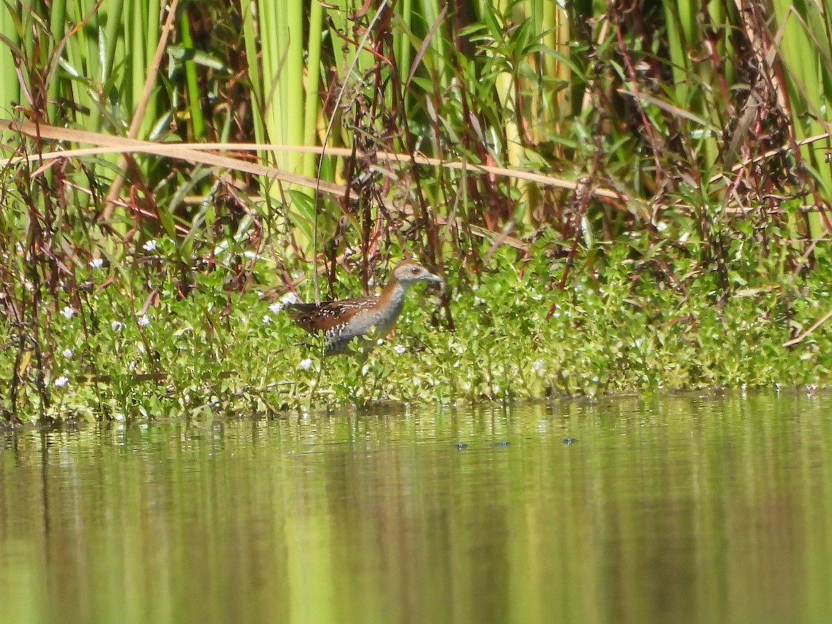 Baillon's Crake - ML638682236