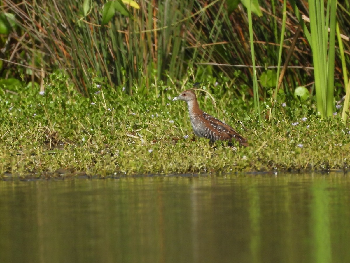 Baillon's Crake - ML638682237