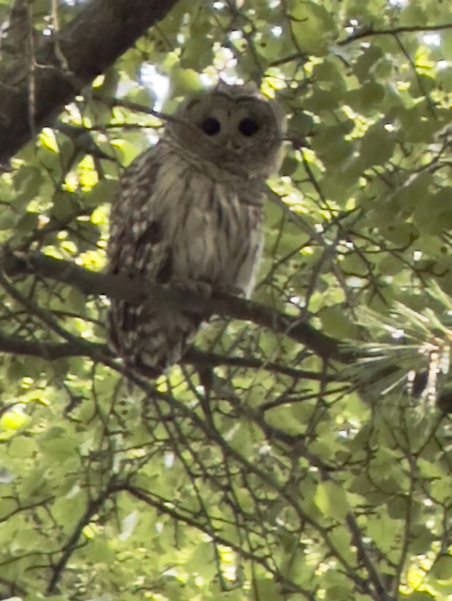 Barred Owl - ML638682246