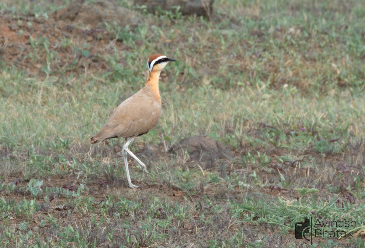 Indian Courser - ML638682302
