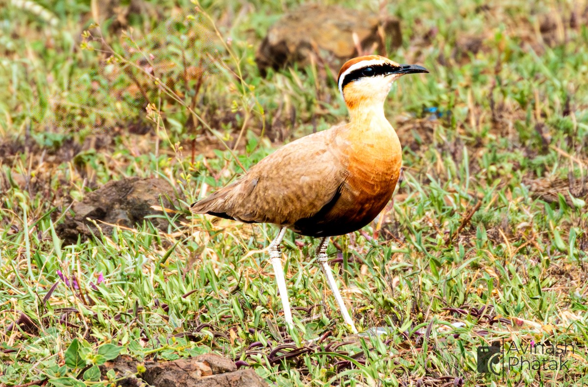Indian Courser - ML638682303