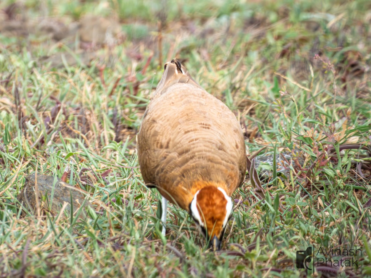 Indian Courser - ML638682304