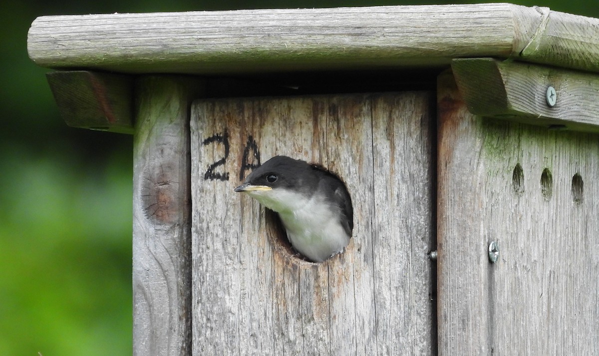 Tree Swallow - ML638682314