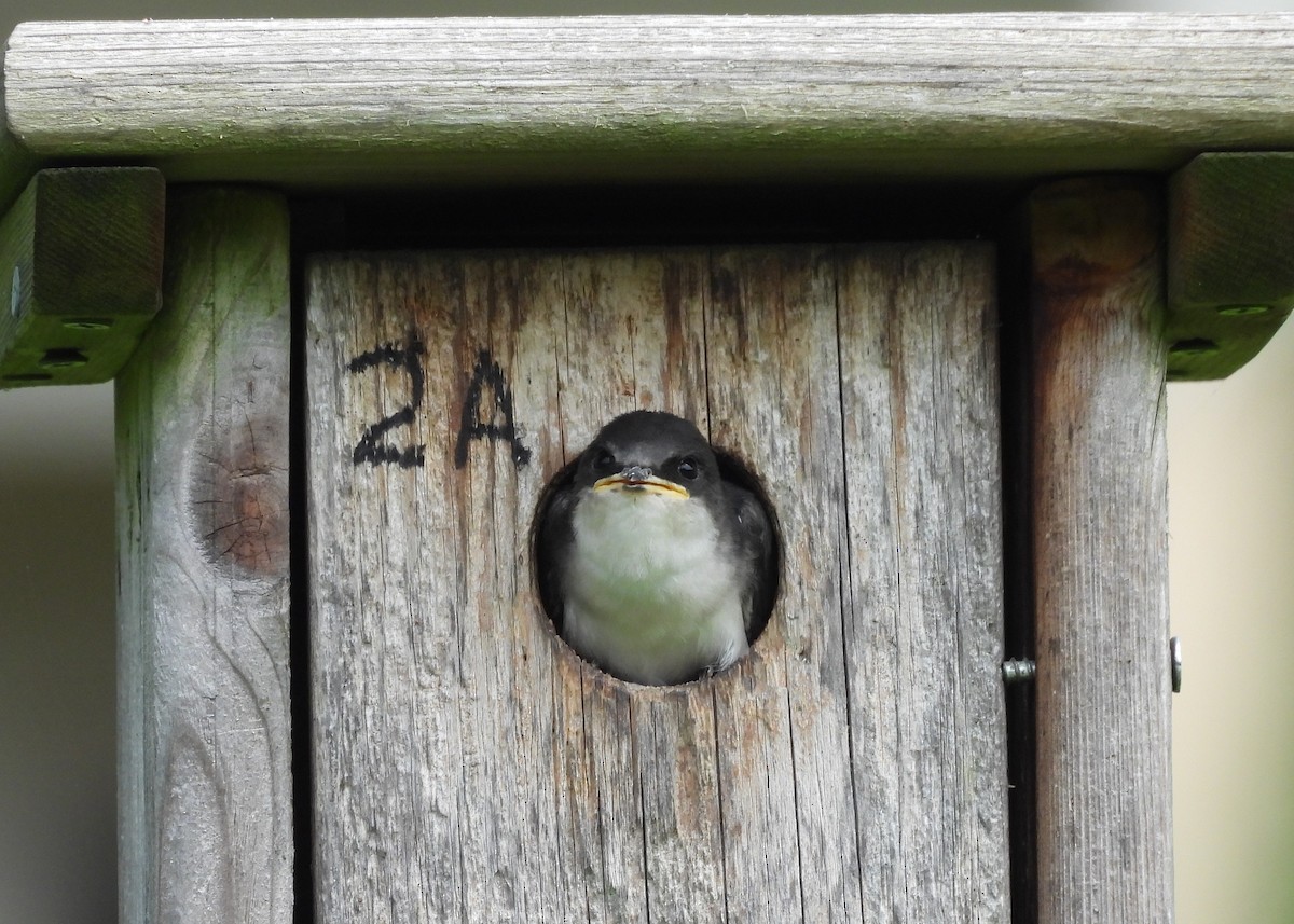 Tree Swallow - ML638682315