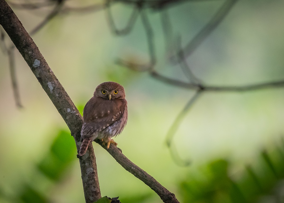 Ferruginous Pygmy-Owl - ML638682332