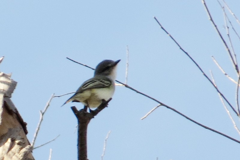 Suiriri Flycatcher - ML638682335