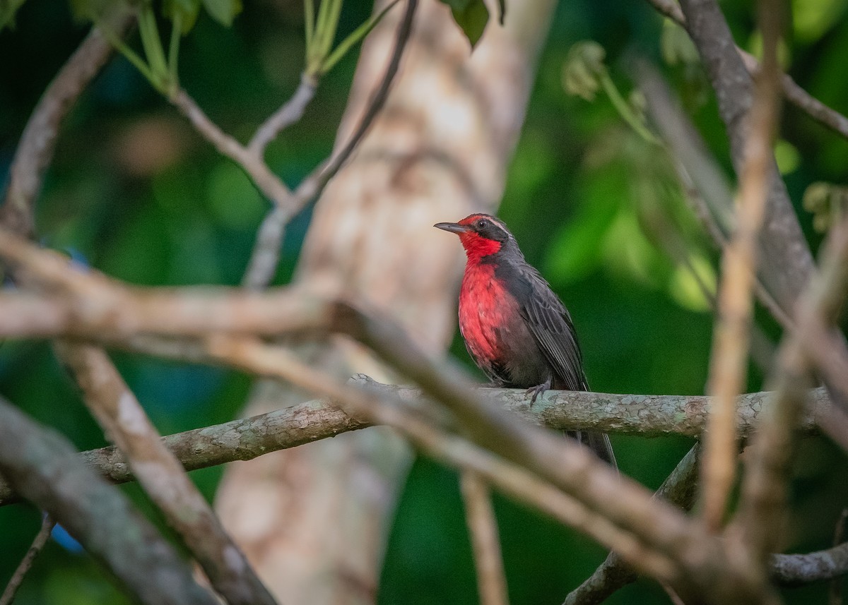 Rosy Thrush-Tanager - ML638682361