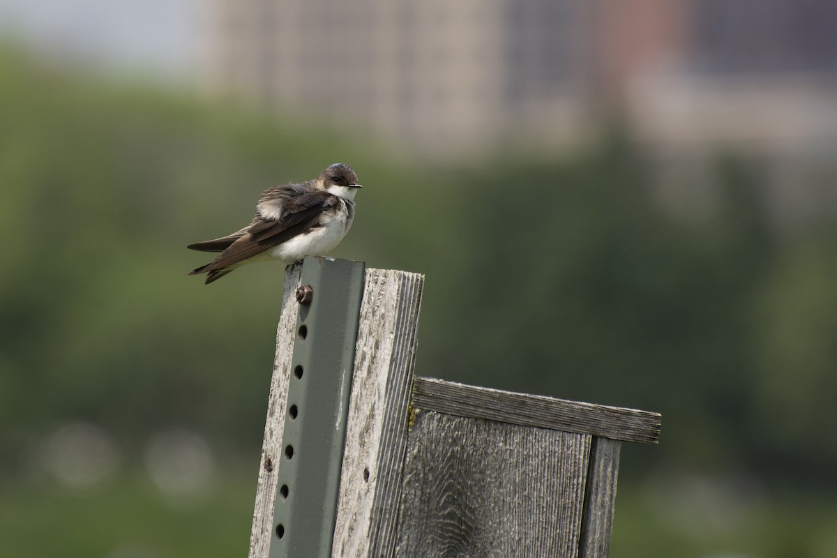 Tree Swallow - ML638682364