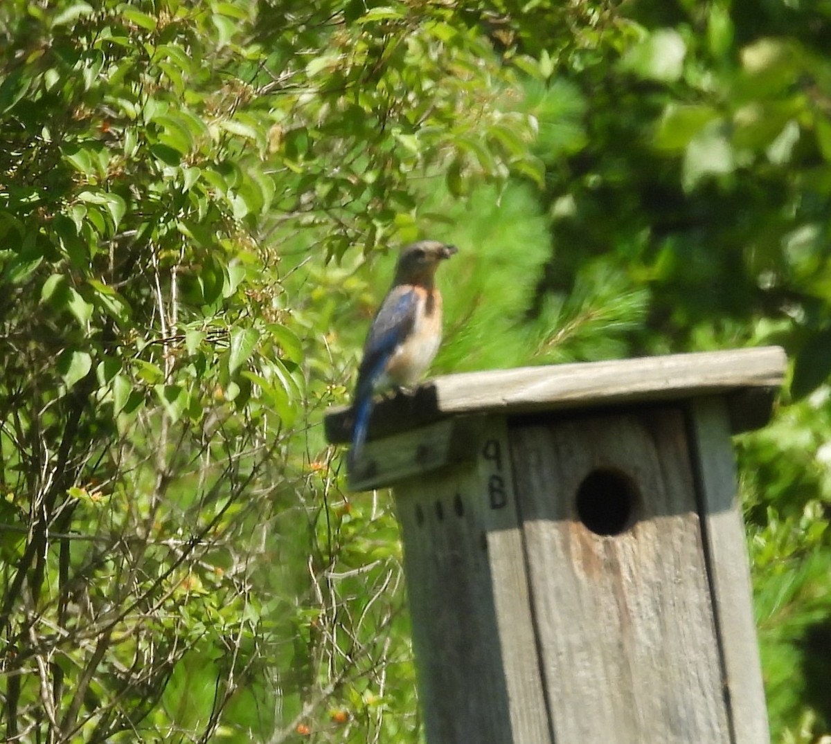 Eastern Bluebird - ML638682371