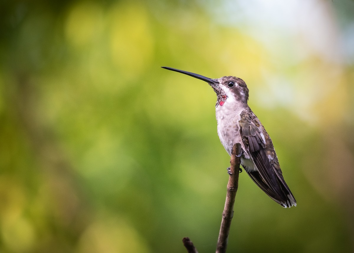 Plain-capped Starthroat - ML638682391