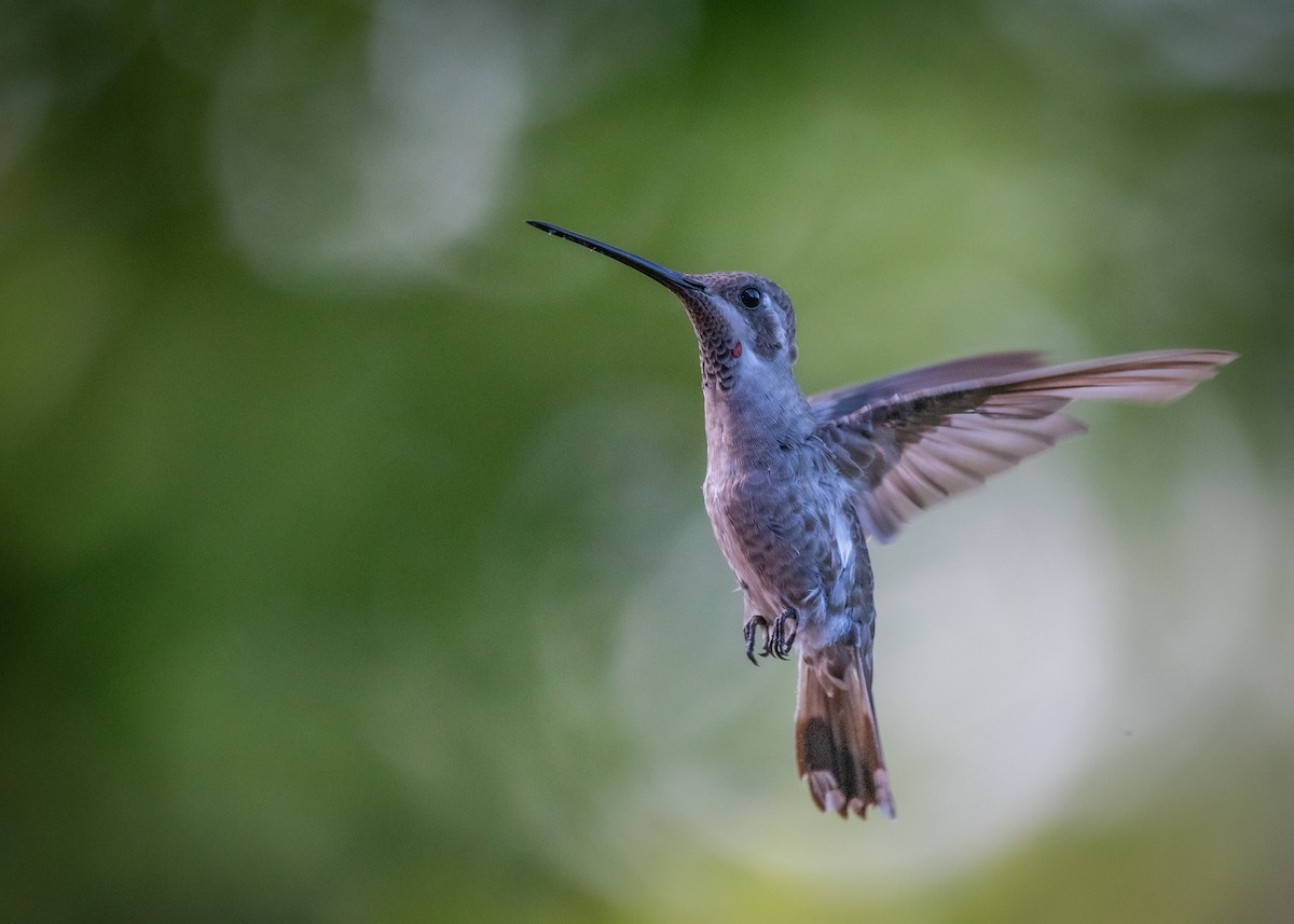 Plain-capped Starthroat - ML638682392