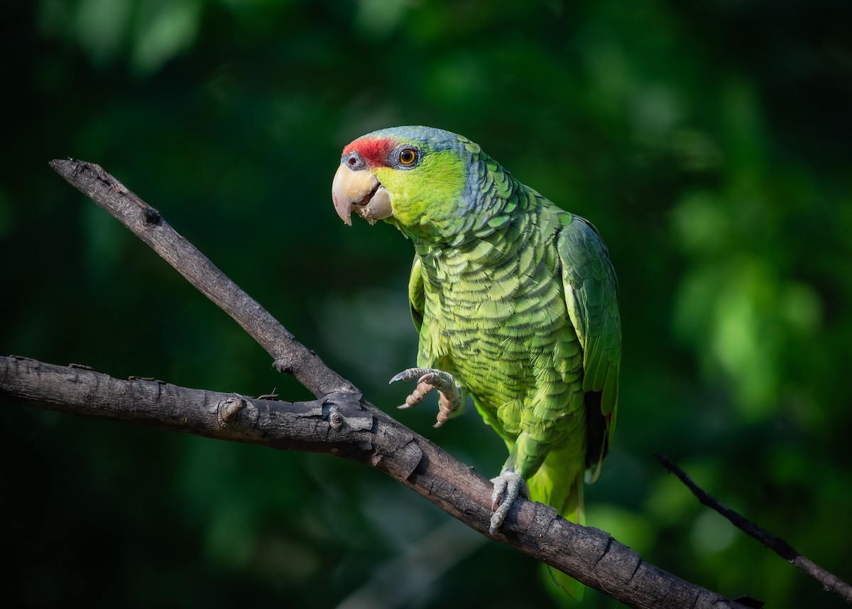 Lilac-crowned Amazon - ML638682397