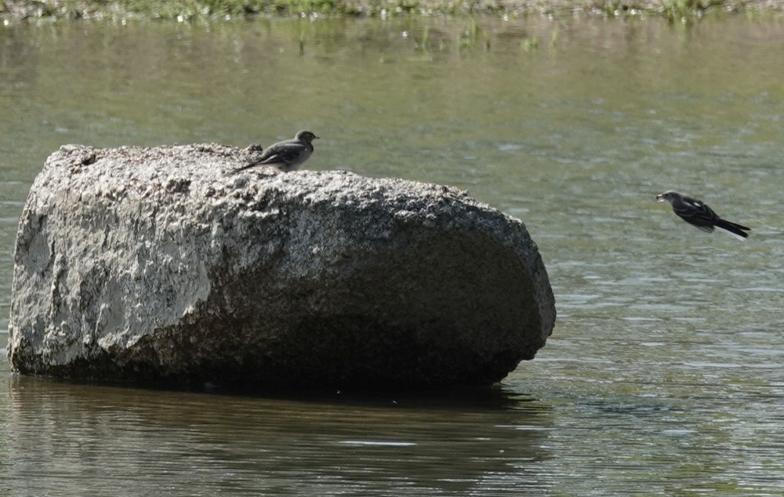 White Wagtail - ML638682398