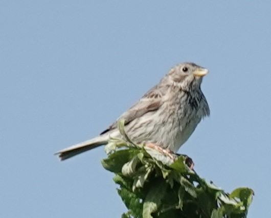Corn Bunting - ML638682408