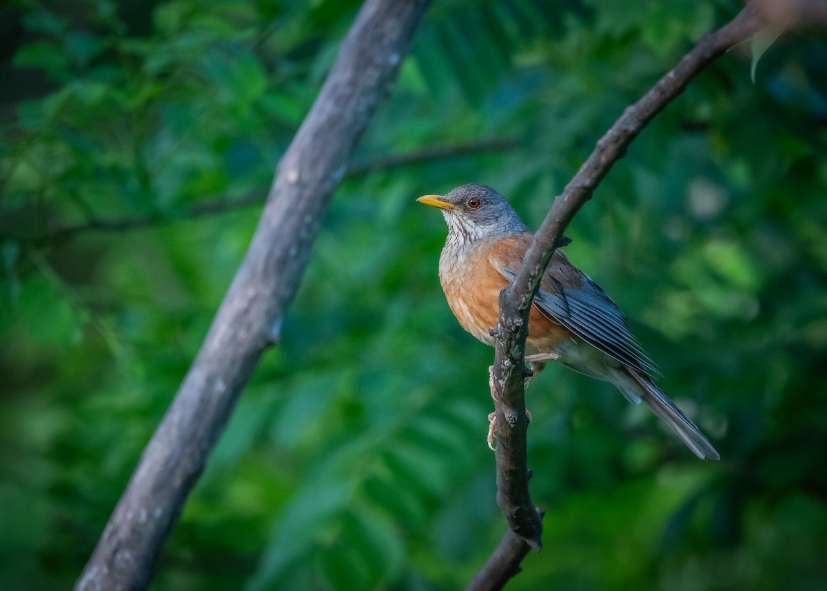 Rufous-backed Robin - ML638682409