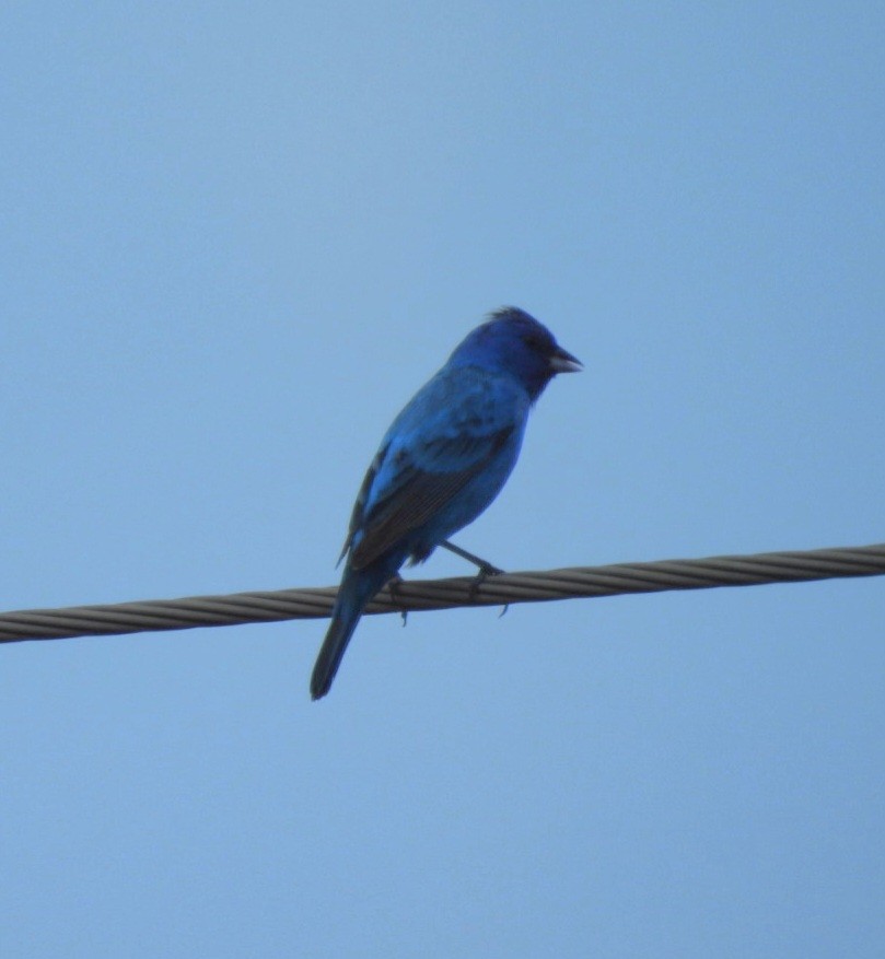 Indigo Bunting - ML638682439