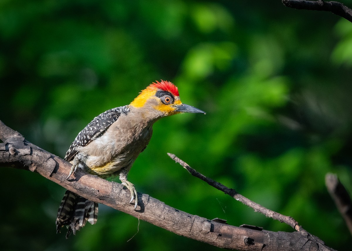 Golden-cheeked Woodpecker - ML638682442