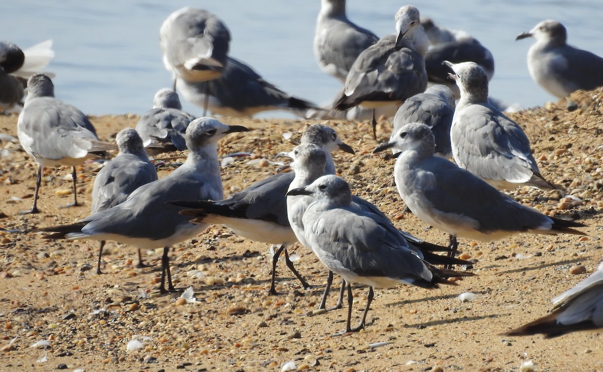 Laughing Gull - ML638682460