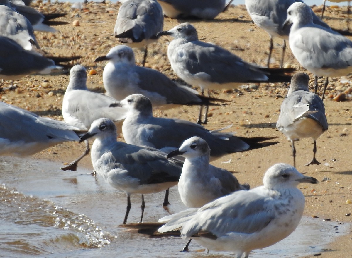 Laughing Gull - ML638682461