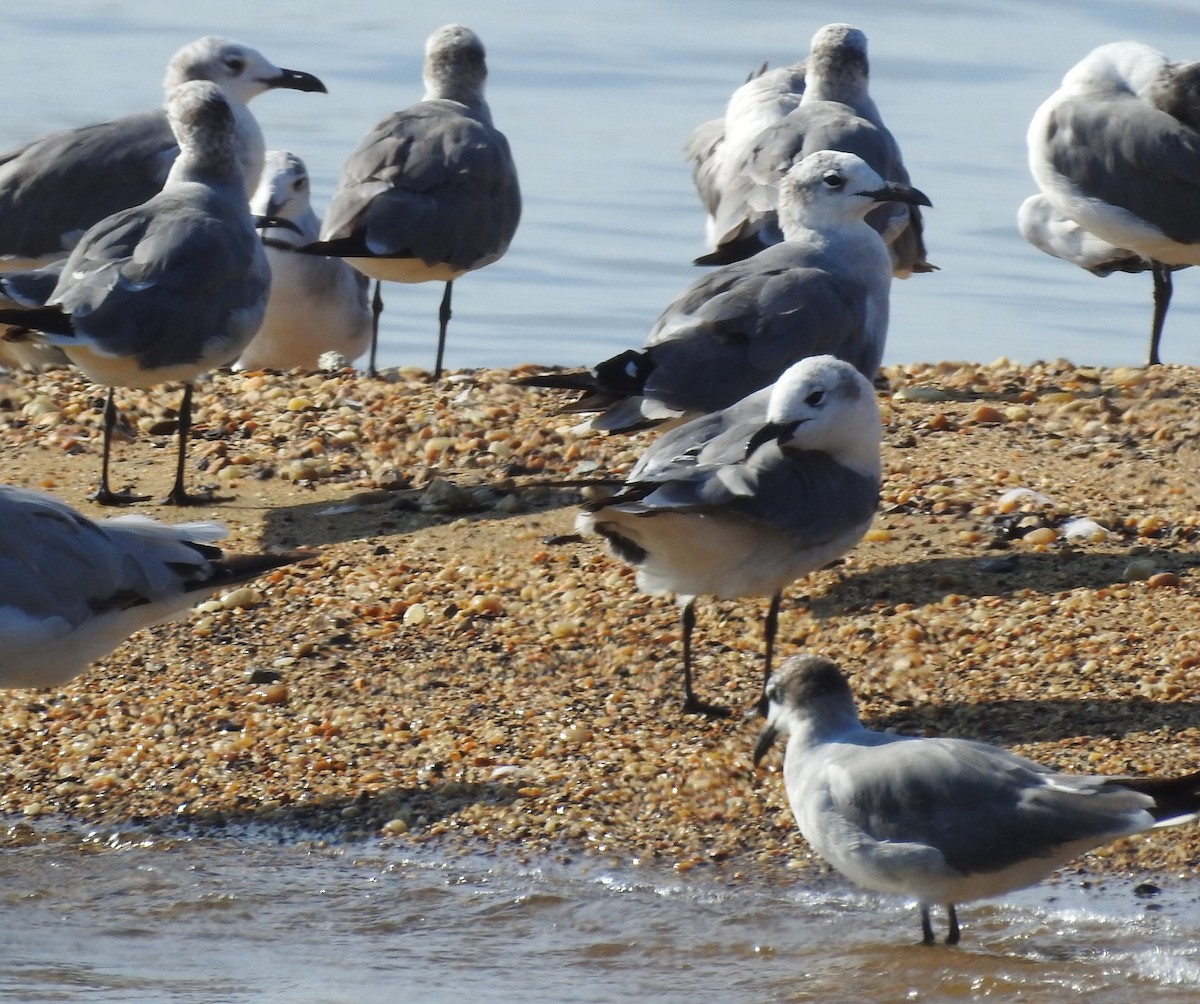 Laughing Gull - ML638682462