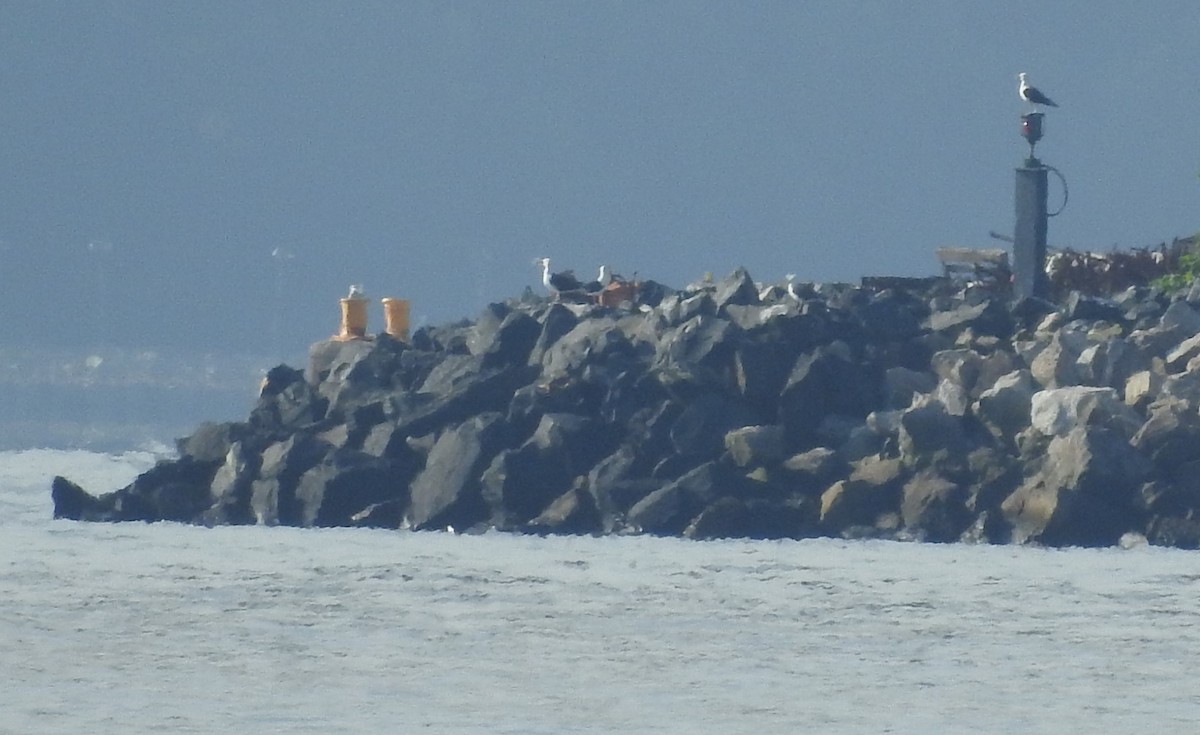 Great Black-backed Gull - ML638682466