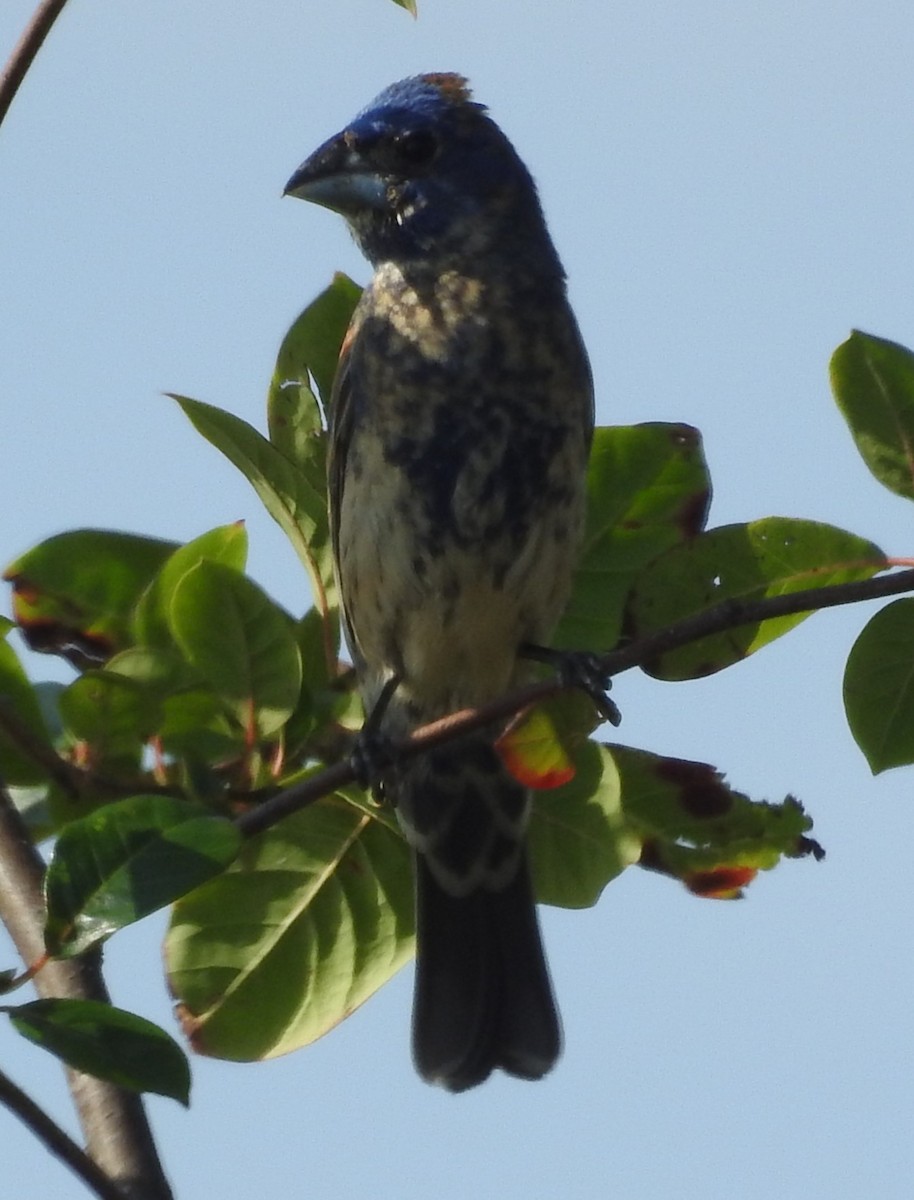 Blue Grosbeak - ML638682506