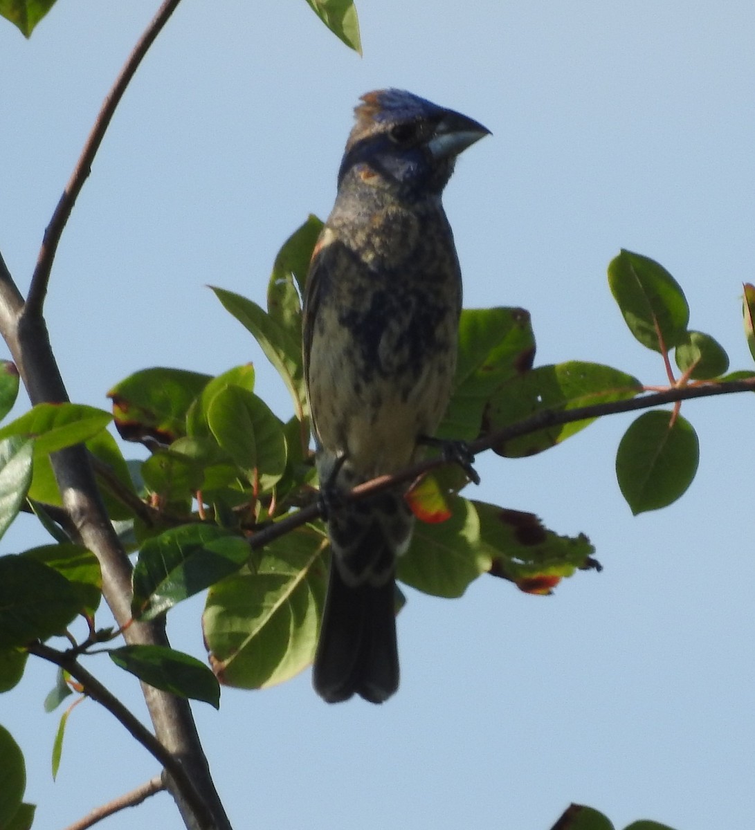 Blue Grosbeak - ML638682507