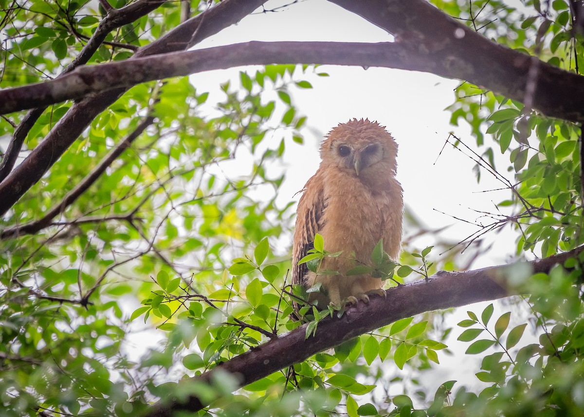 Mottled Owl - ML638682508