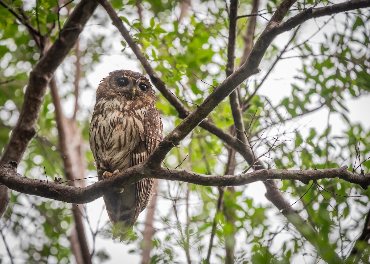 Mottled Owl - ML638682509