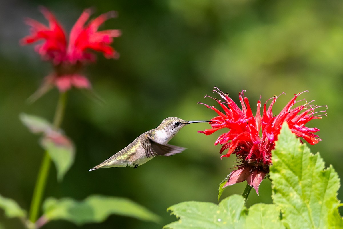 Ruby-throated Hummingbird - ML638682536