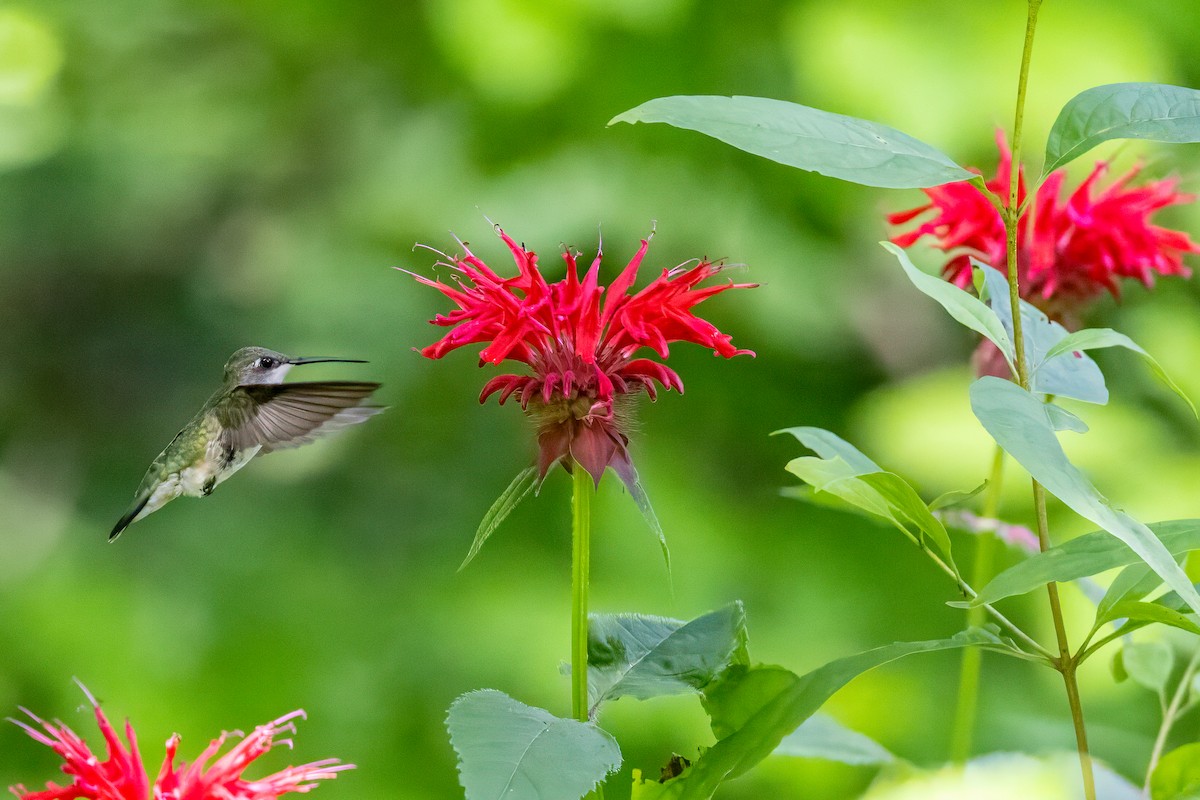 Ruby-throated Hummingbird - ML638682537