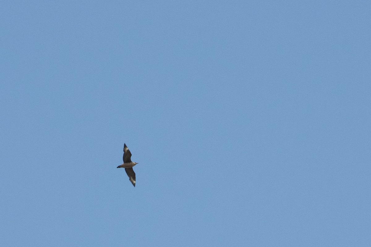 Chilean Skua - ML638682566