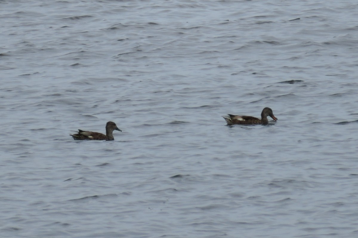 Gadwall - ML638682574