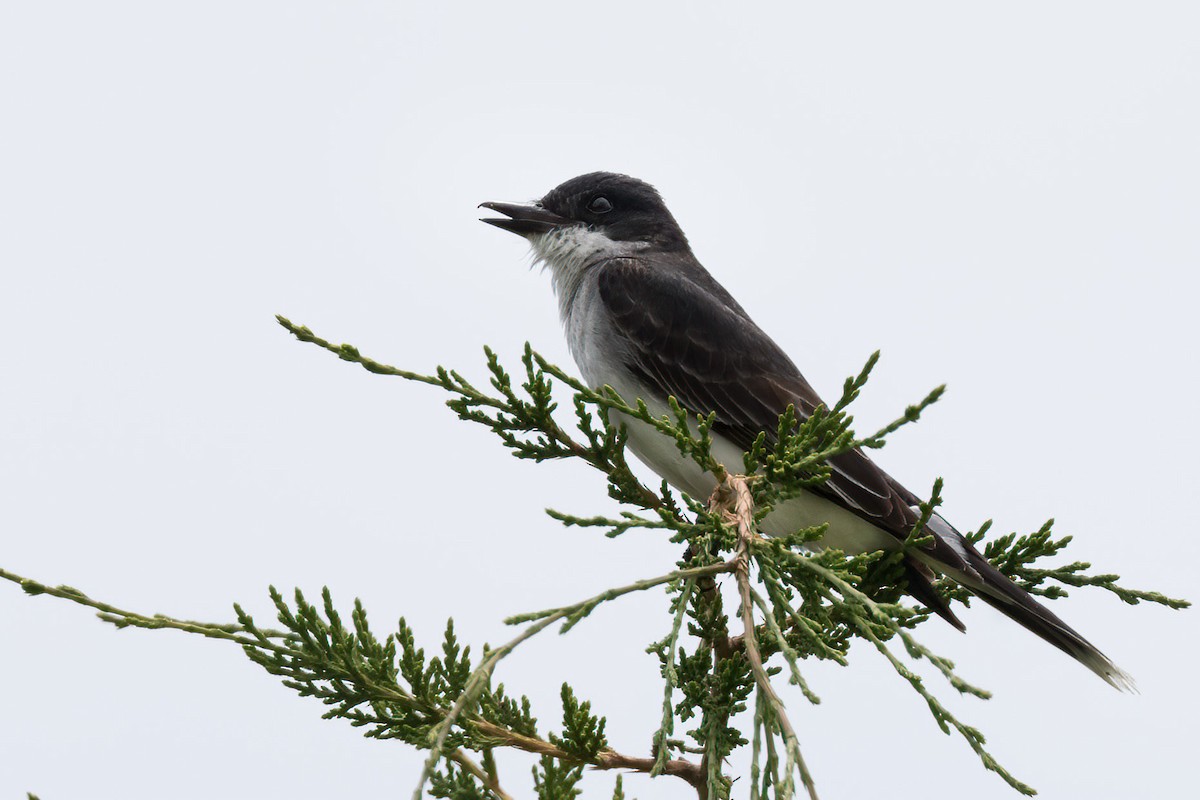 Eastern Kingbird - ML638682582