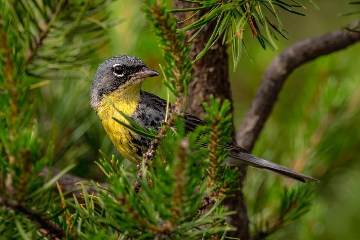 brannfeltparula - ML638682587