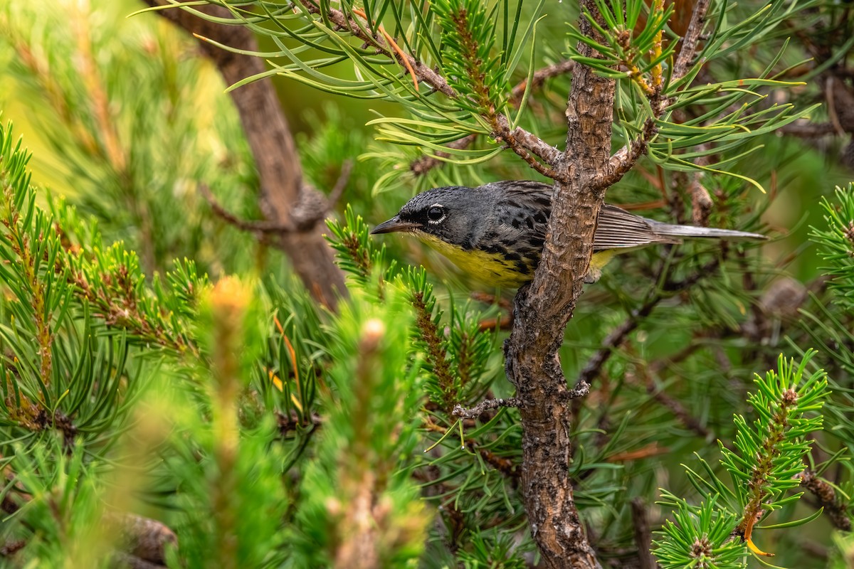 brannfeltparula - ML638682597