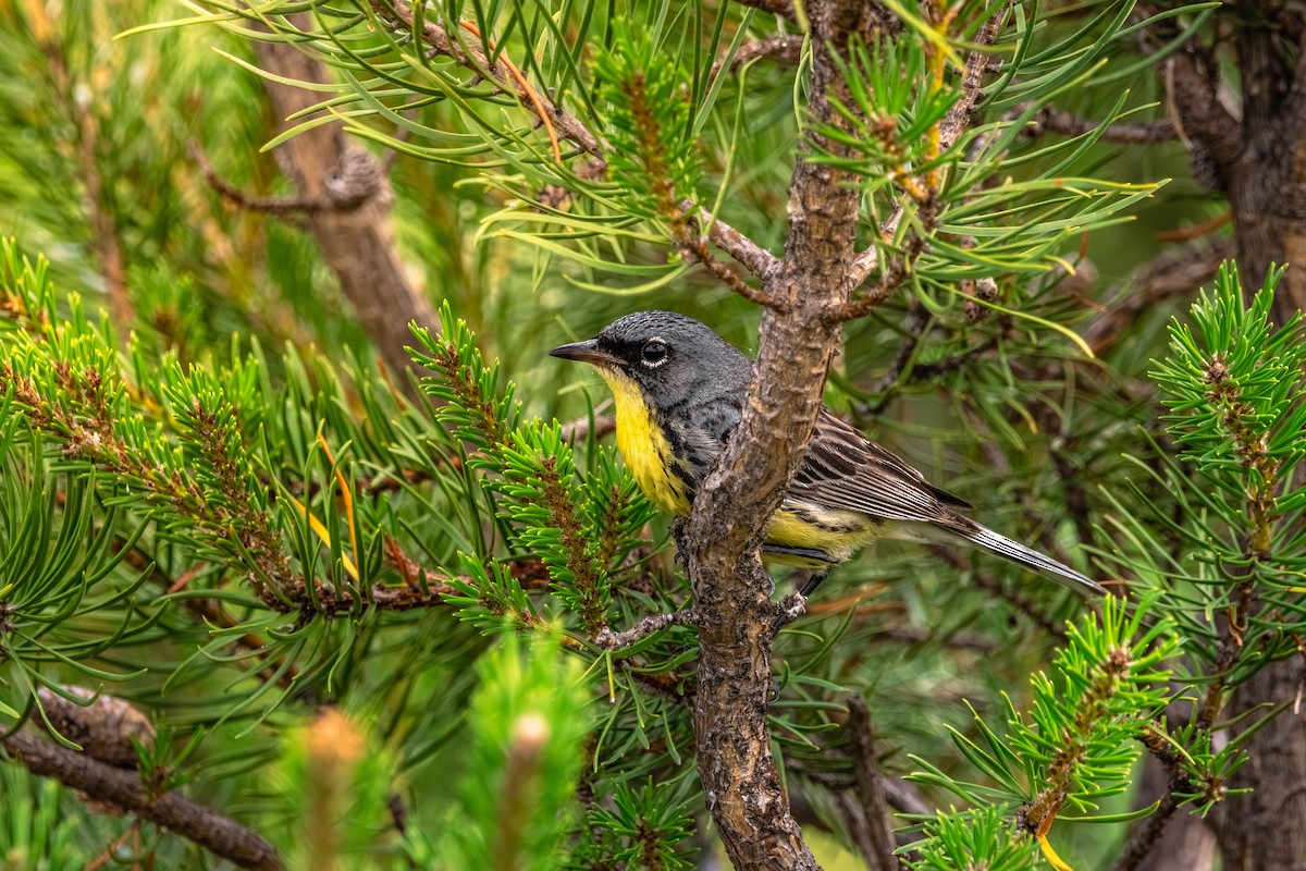 brannfeltparula - ML638682599