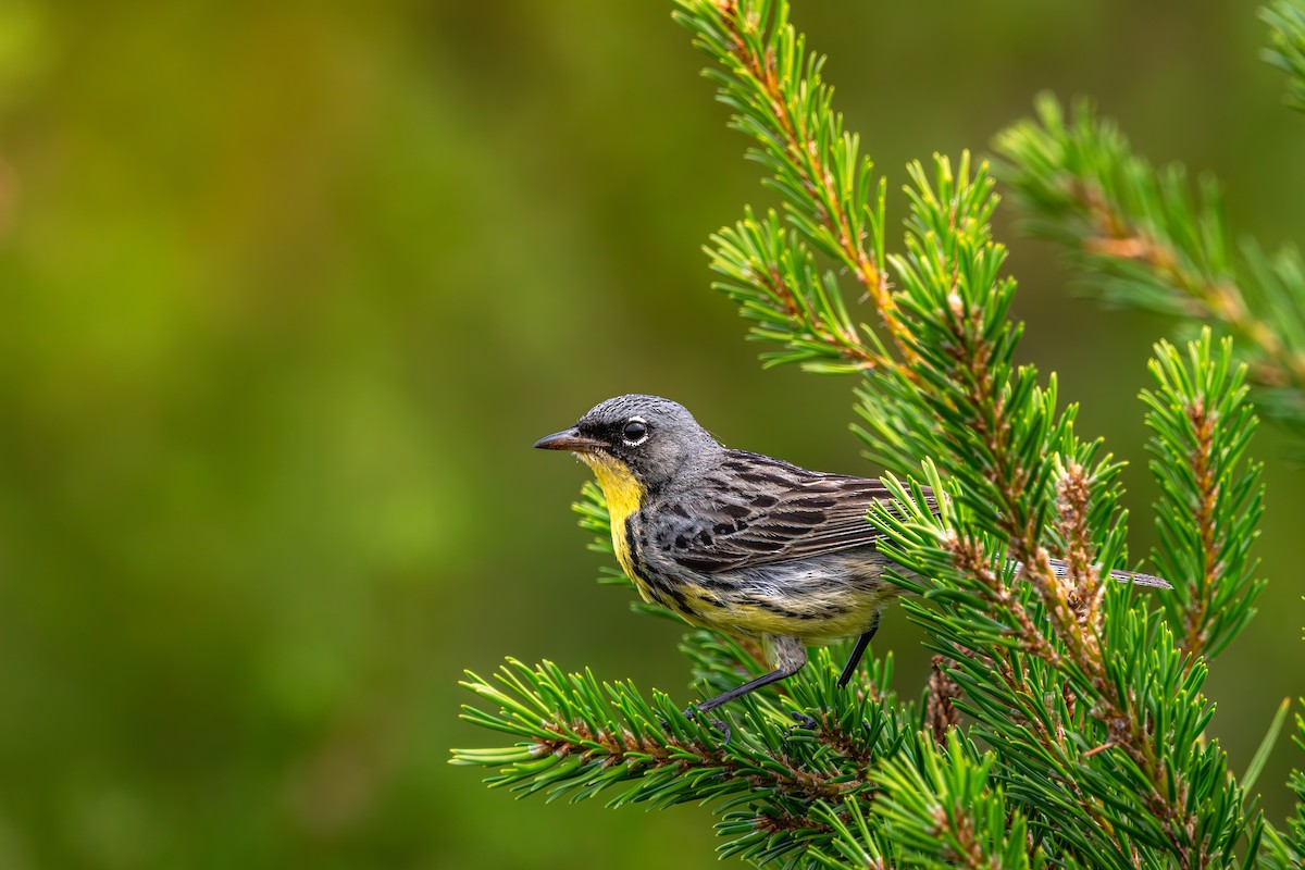 brannfeltparula - ML638682600