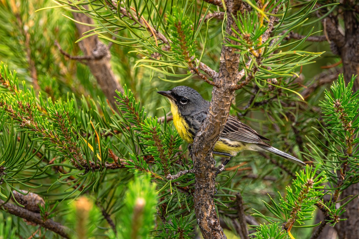 brannfeltparula - ML638682601