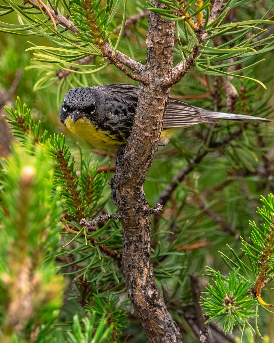 brannfeltparula - ML638682602