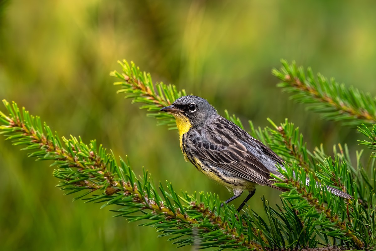 brannfeltparula - ML638682603