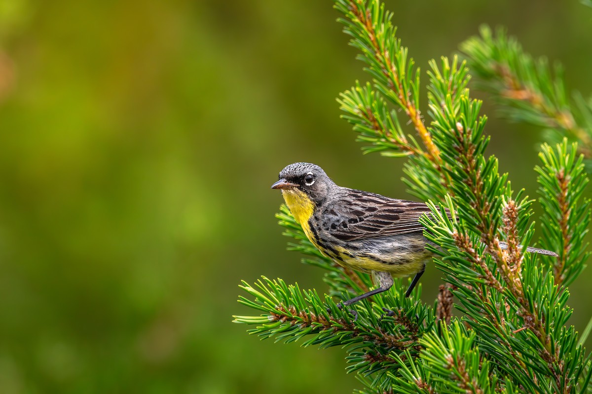 brannfeltparula - ML638682604
