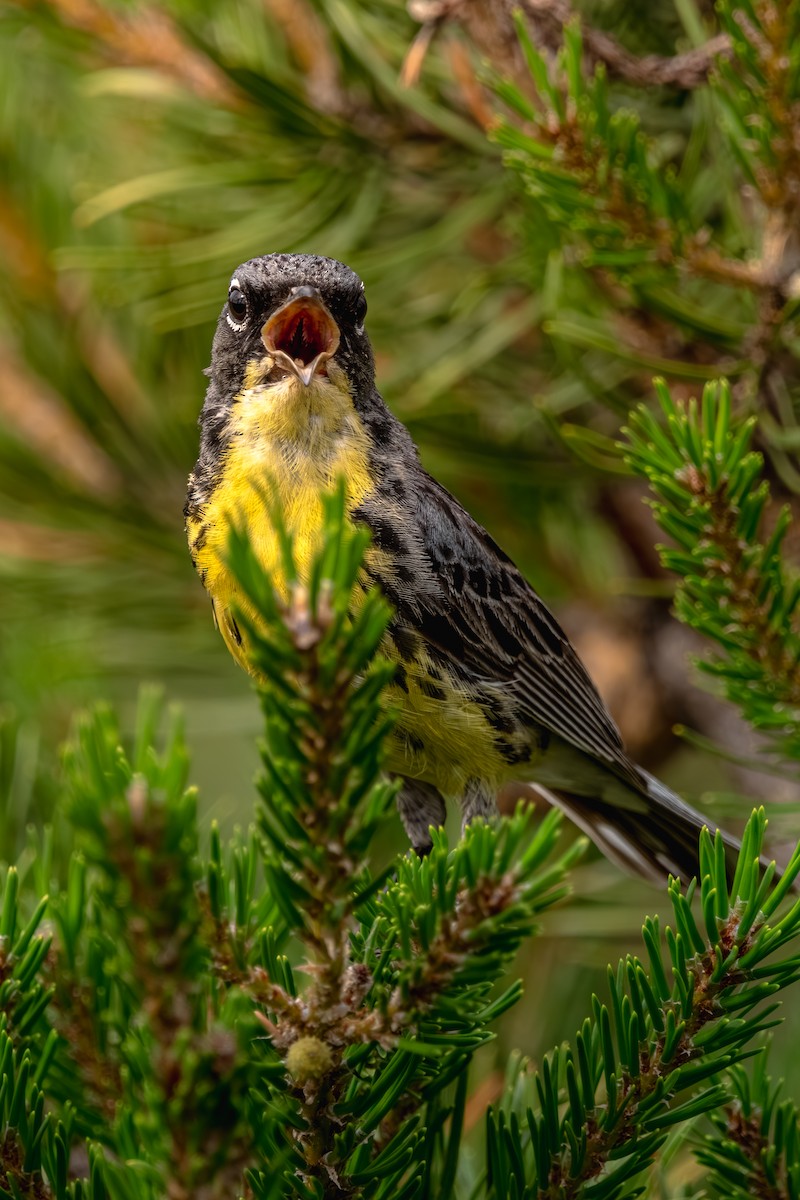 brannfeltparula - ML638682606